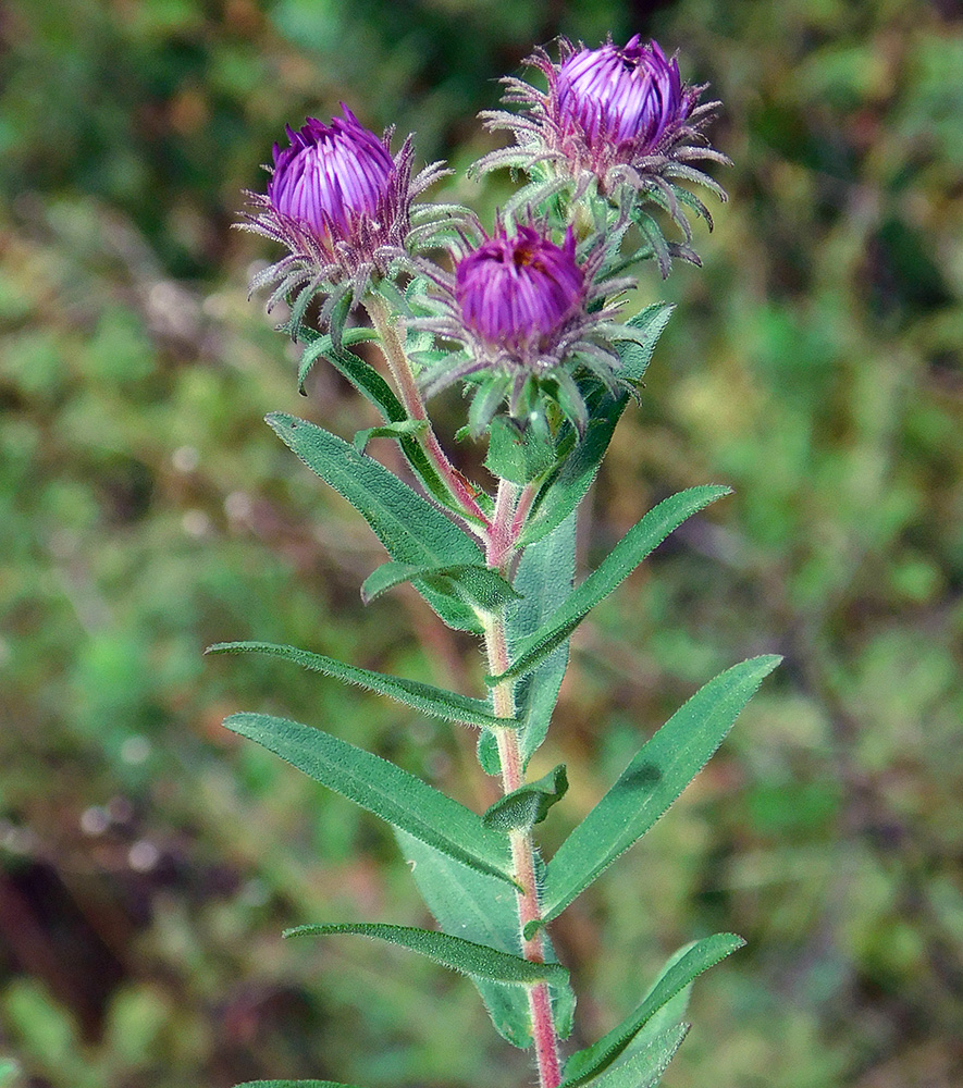 Image of Symphyotrichum novae-angliae specimen.