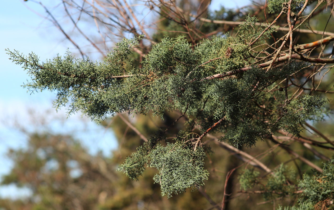 Image of genus Cupressus specimen.