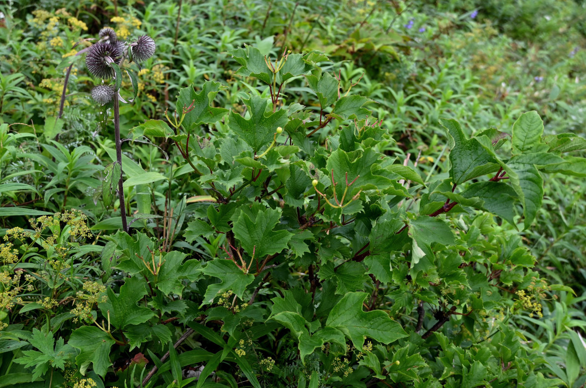 Изображение особи Viburnum sargentii.