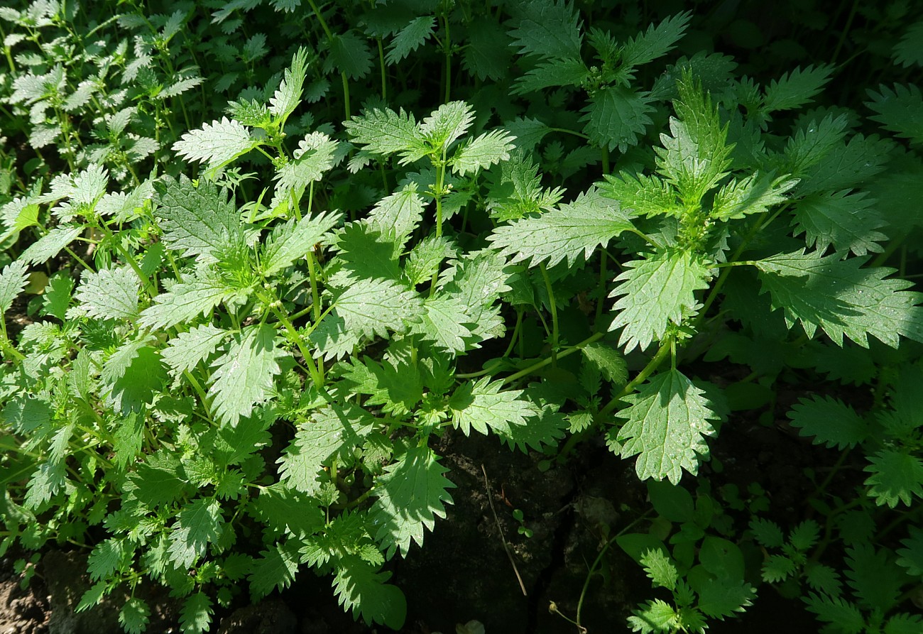 Image of Urtica urens specimen.