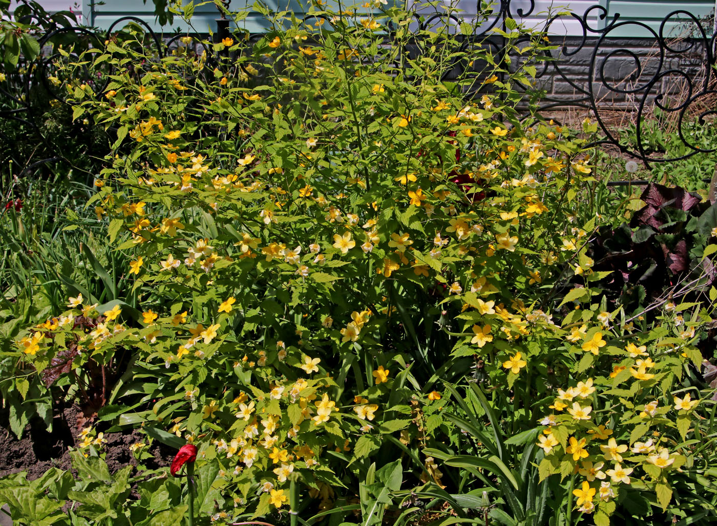 Image of Kerria japonica specimen.