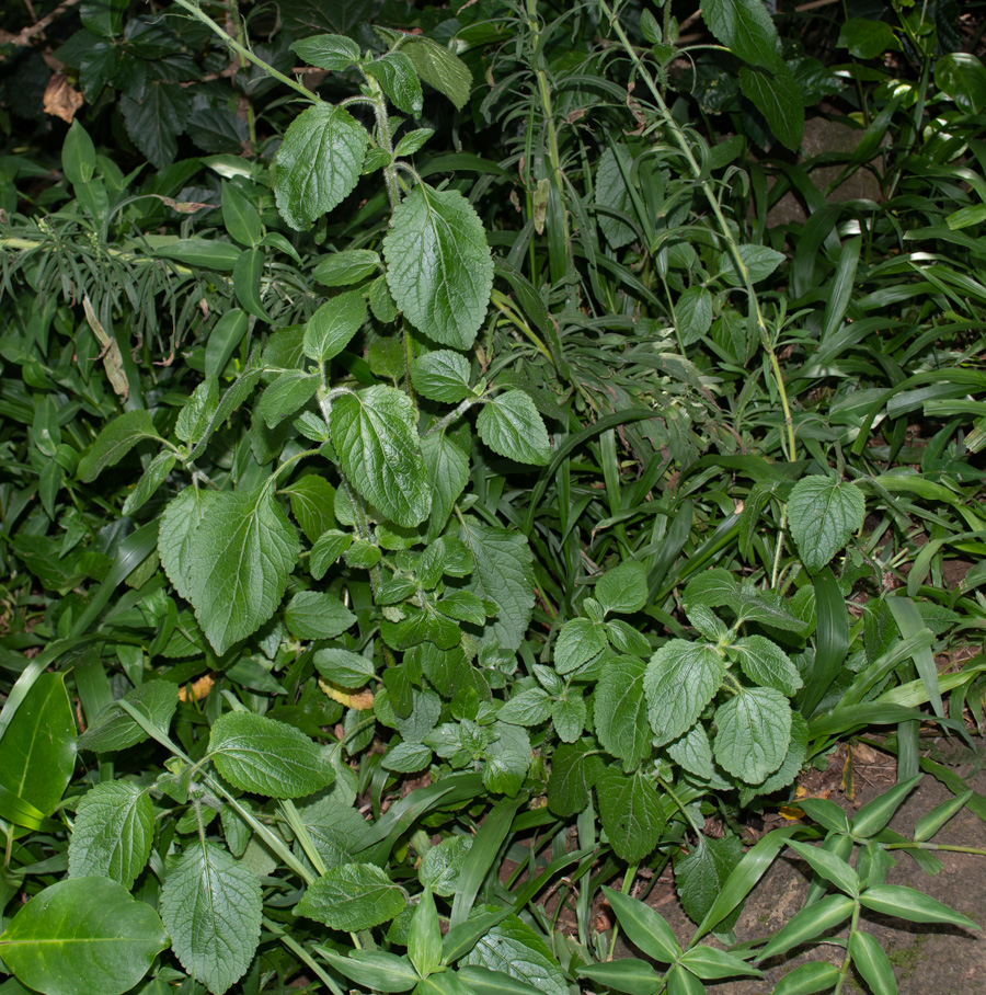 Image of Ageratum houstonianum specimen.