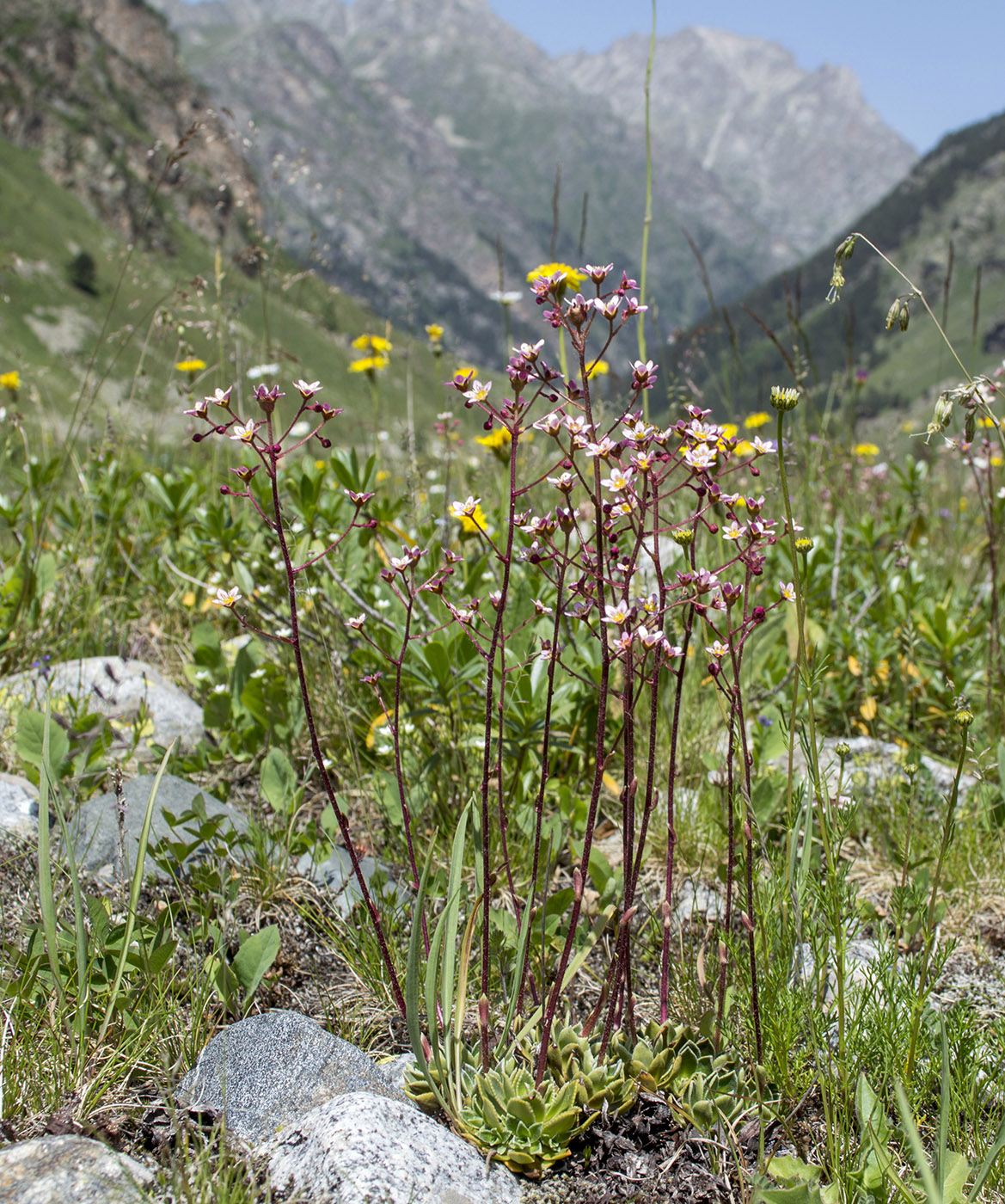 Image of Saxifraga cartilaginea specimen.