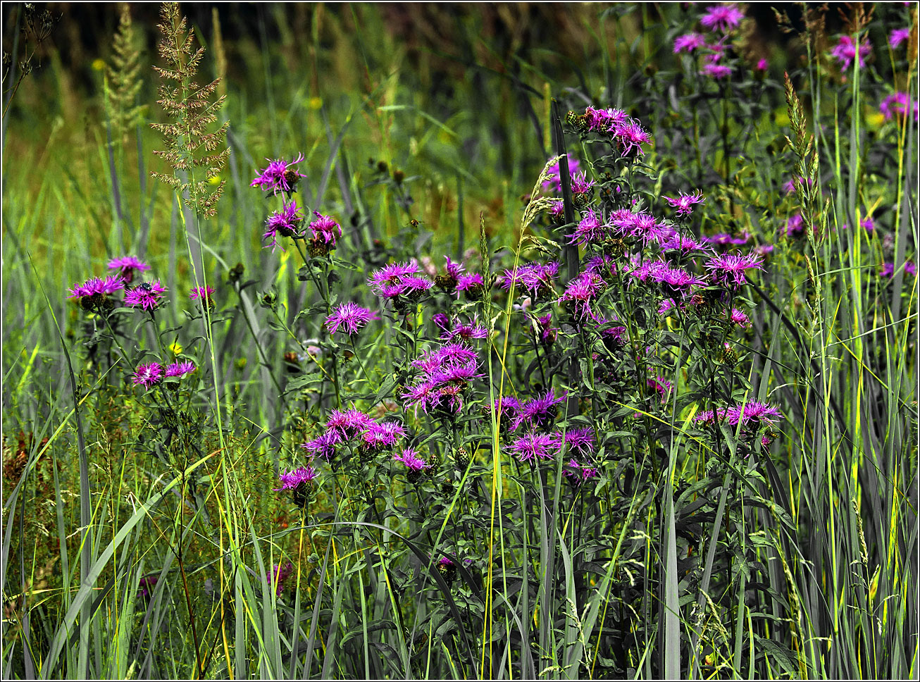 Image of Centaurea phrygia specimen.