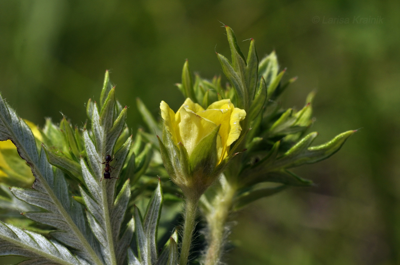 Image of genus Potentilla specimen.