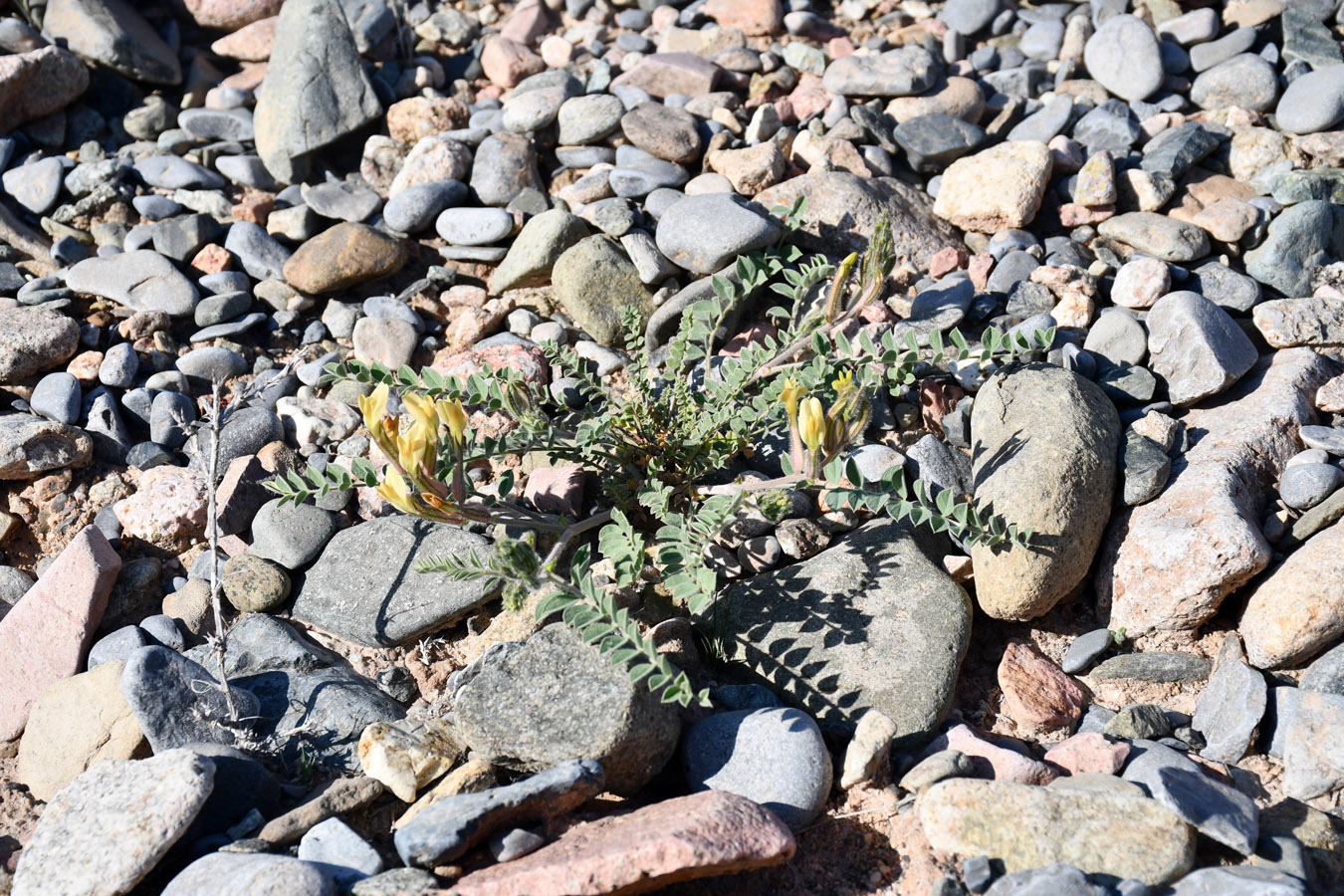 Изображение особи Astragalus rubrigalli.