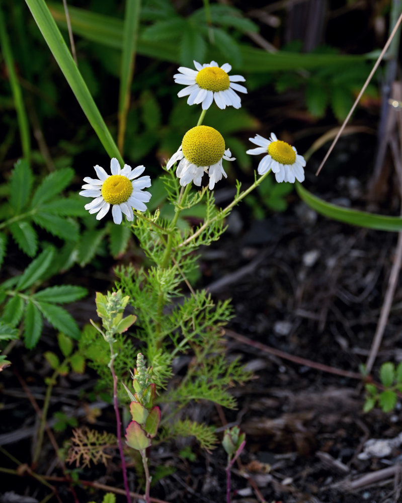 Image of Matricaria recutita specimen.