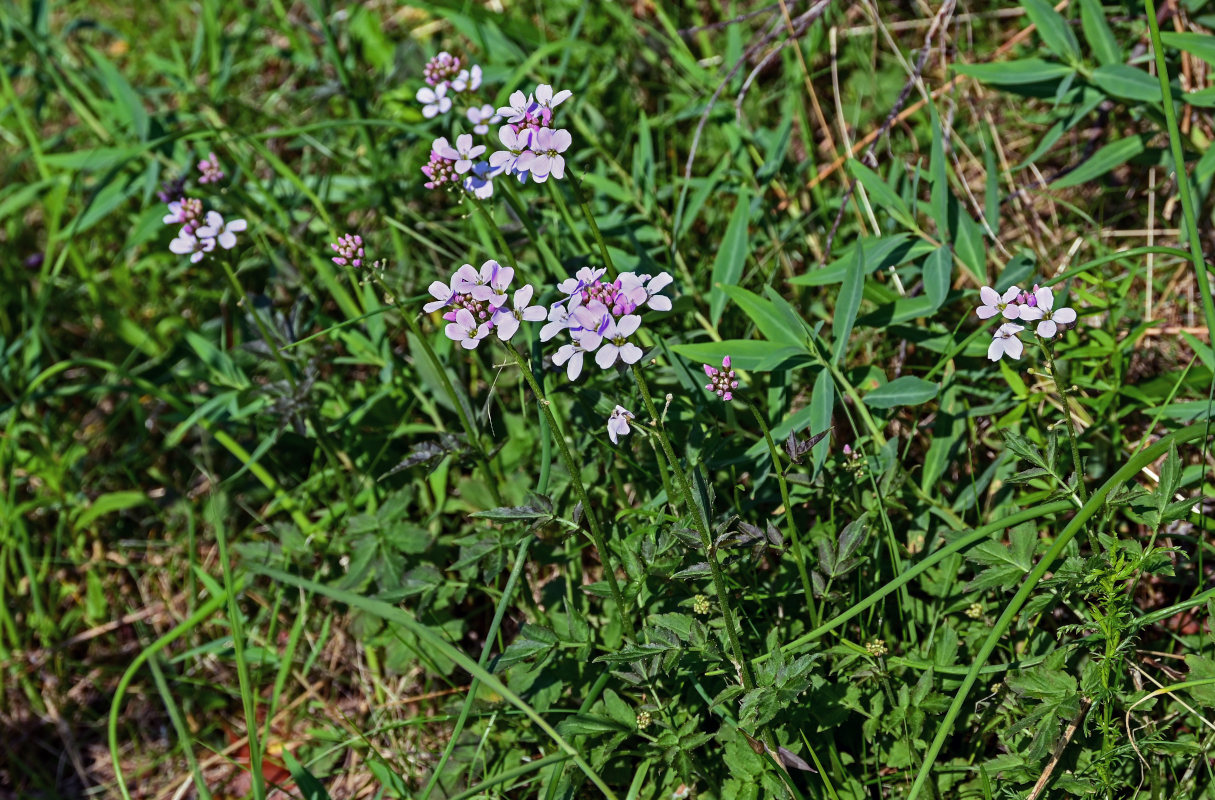 Изображение особи Cardamine macrophylla.