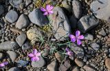 Dianthus repens. Цветущее растение. Красноярский край, Таймырский Долгано-Ненецкий р-н, плато Путорана, долина р. Кутарамакан, прибрежный галечник. 25.07.2023.