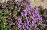 genus Thymus