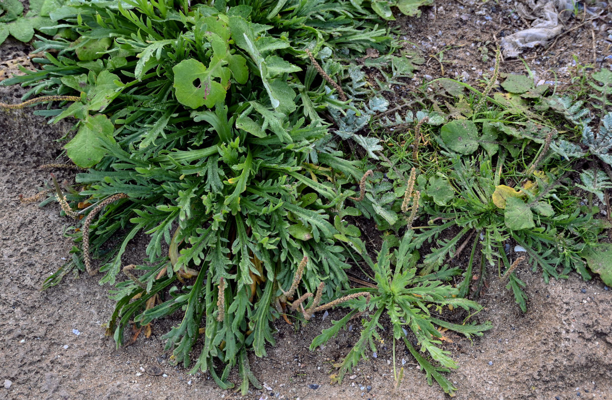 Image of Plantago coronopus specimen.