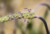 Plantago coronopus. Часть соцветия. Испания, автономное сообщество Каталония, провинция Жирона, комарка Баш Эмпорда, муниципалитет Тороэлья-де-Монгри, окр. устья р. Тер, осушенный участок маршевого луга \"Платера\" (Platera), наносы песка вдоль тропы. 17.03.2024.