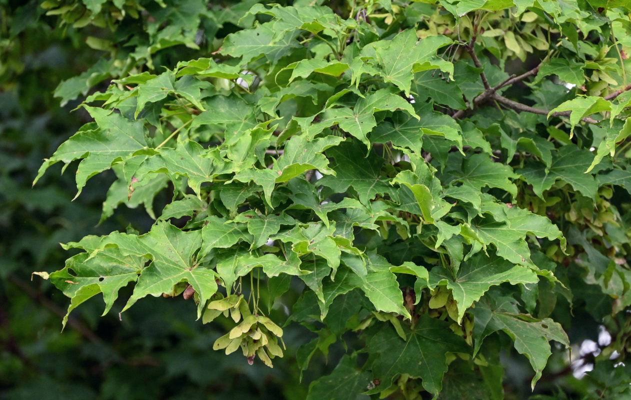 Image of Acer mayrii specimen.