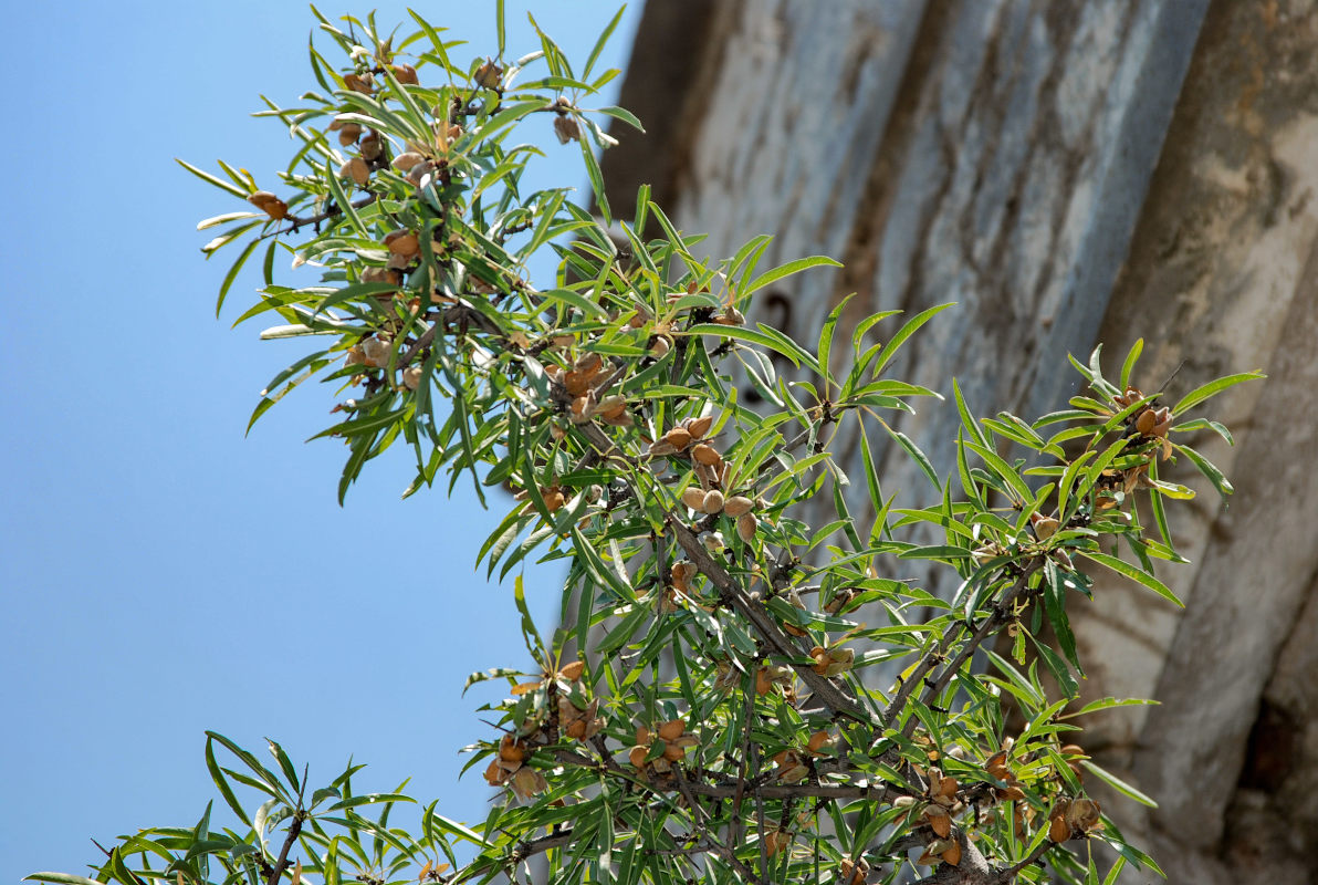 Image of Amygdalus communis specimen.