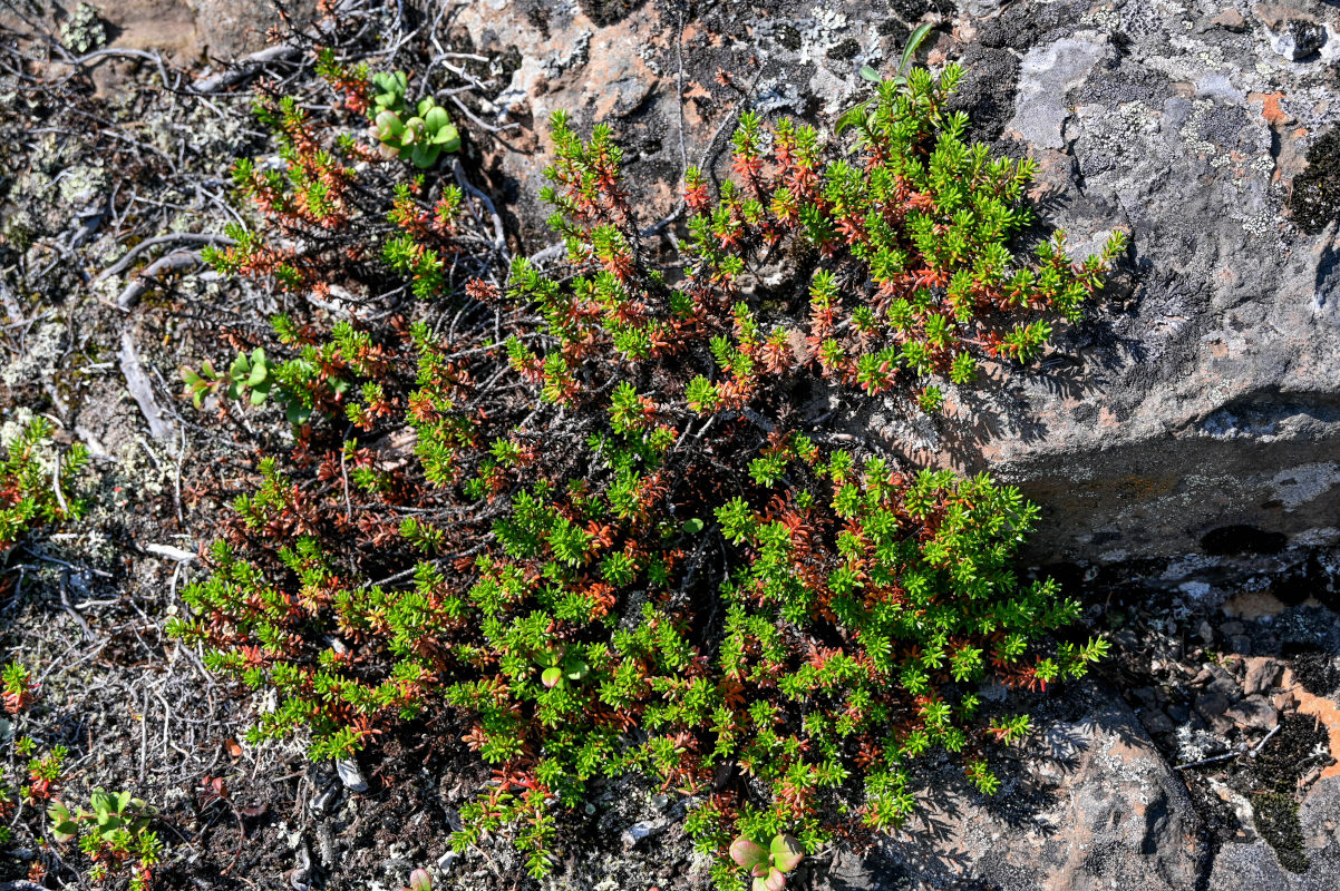 Image of genus Empetrum specimen.