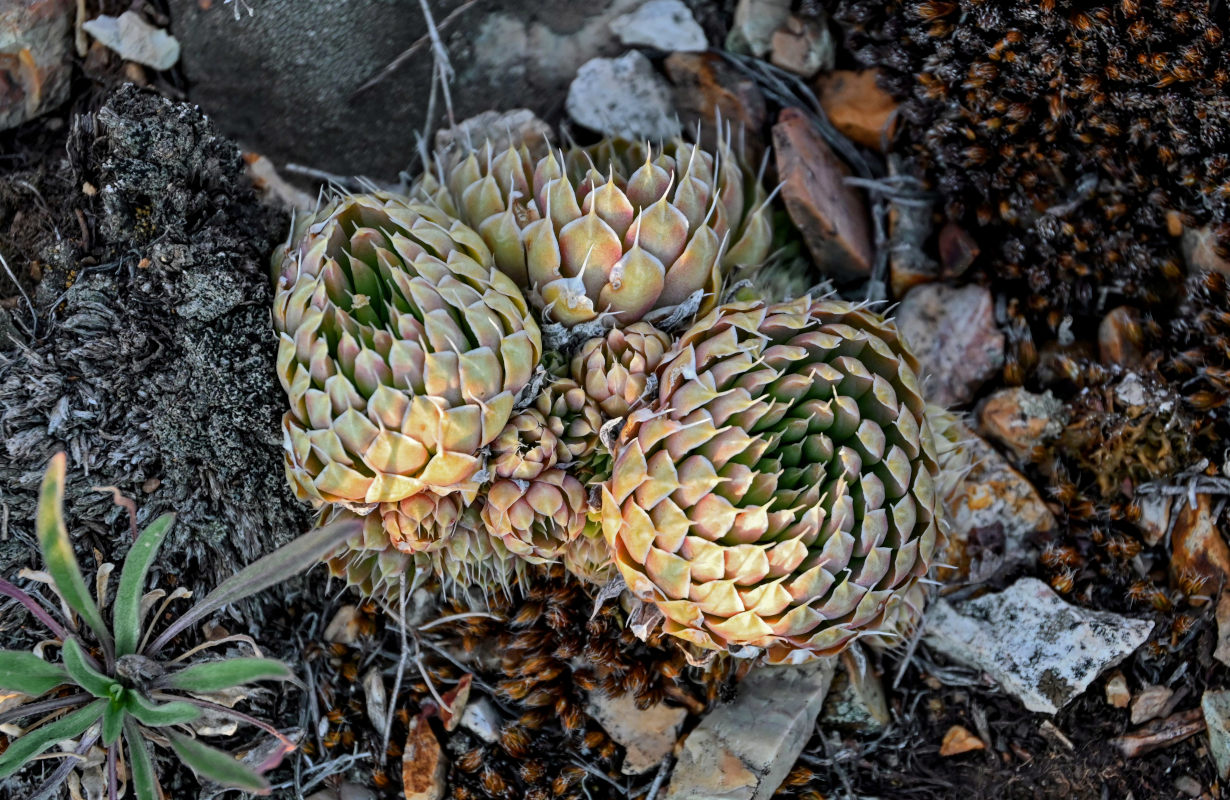 Изображение особи Orostachys spinosa.