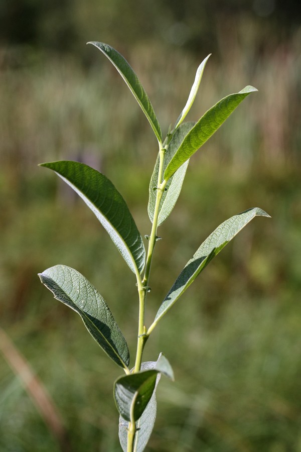 Image of Salix cinerea specimen.