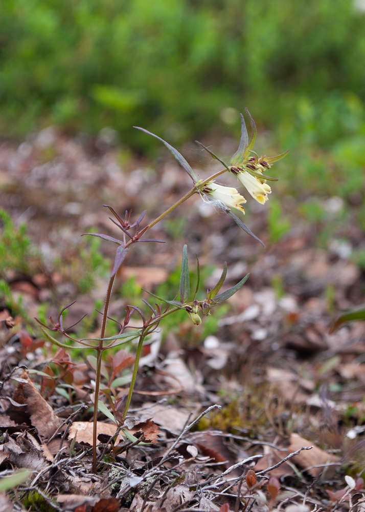 Image of Melampyrum pratense specimen.