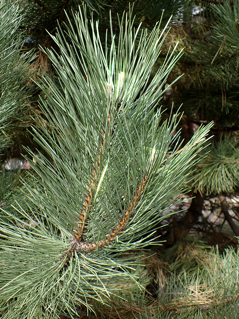 Изображение особи Pinus nigra.