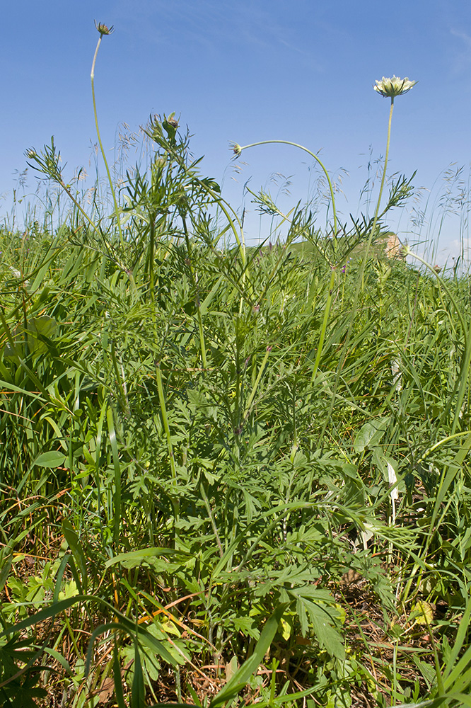 Image of Scabiosa ochroleuca specimen.