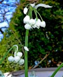 Allium paradoxum