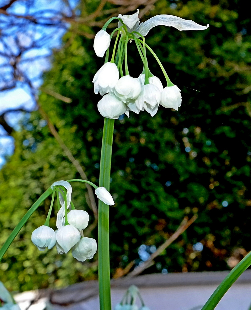 Изображение особи Allium paradoxum.