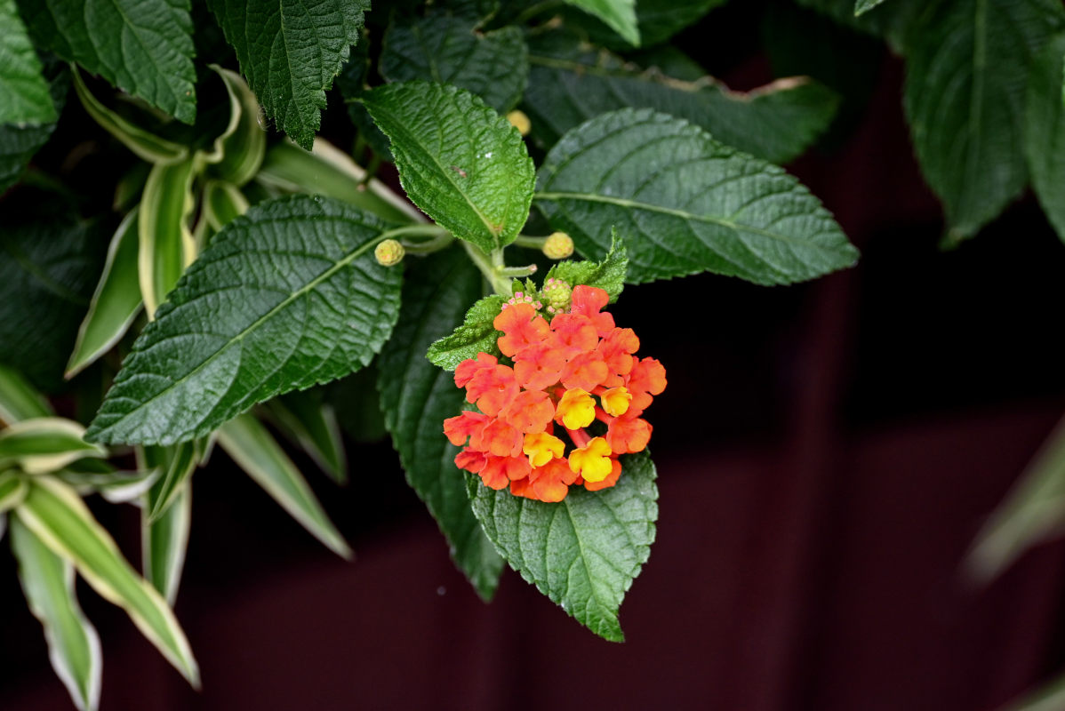 Изображение особи Lantana camara.