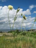 Scabiosa ochroleuca. Верхушка цветущего, плодоносящего и бутонизирующего растения. Казахстан, Южный Алтай, обращённое к Бухтарминскому вдхр. зап. подножье Нарымского хр., мезофильное понижение между гранитными плитами. 3 июля 2024 г.