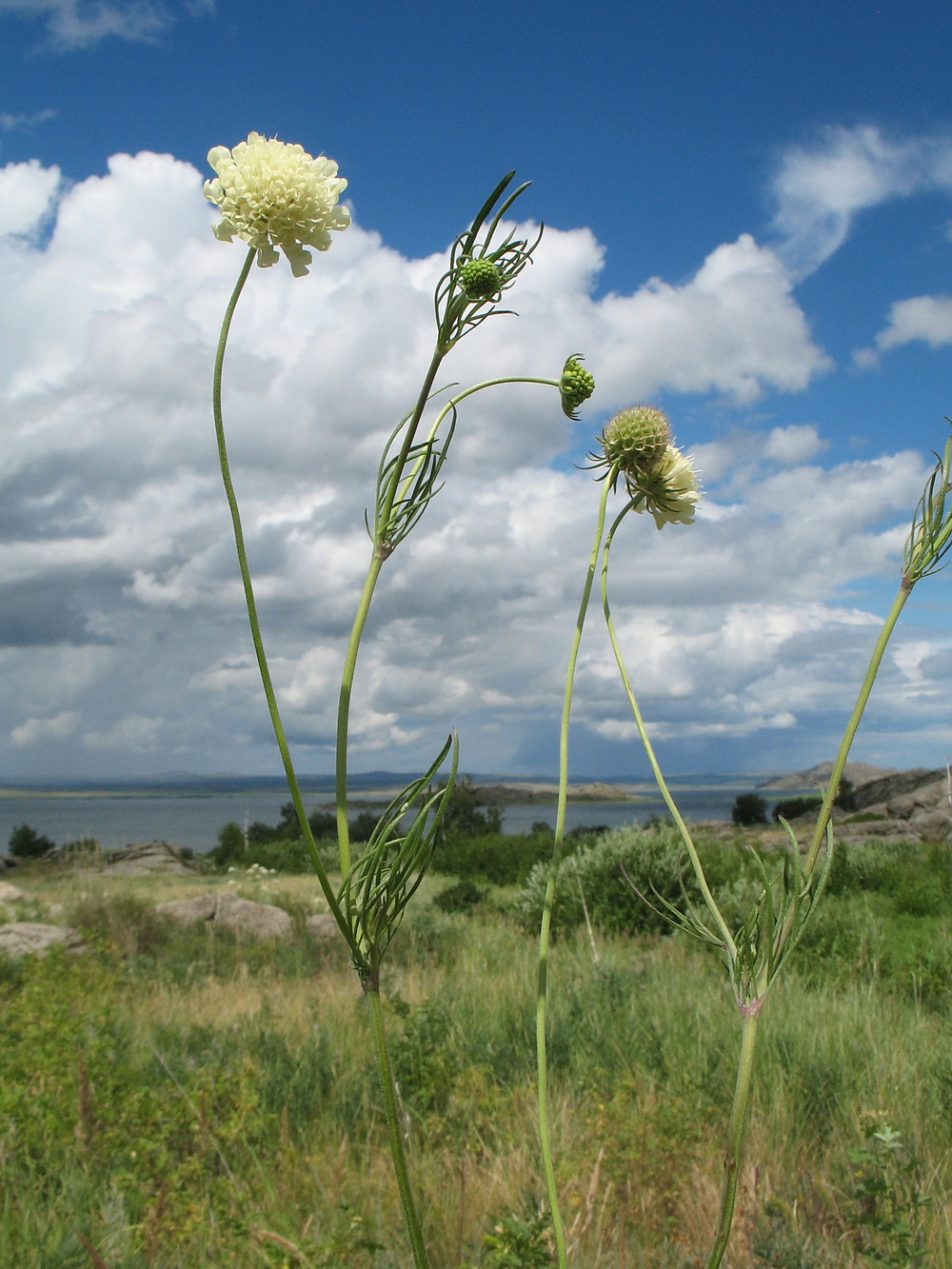 Изображение особи Scabiosa ochroleuca.