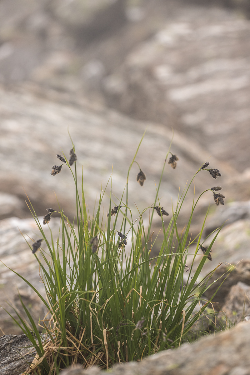 Изображение особи Carex medwedewii.