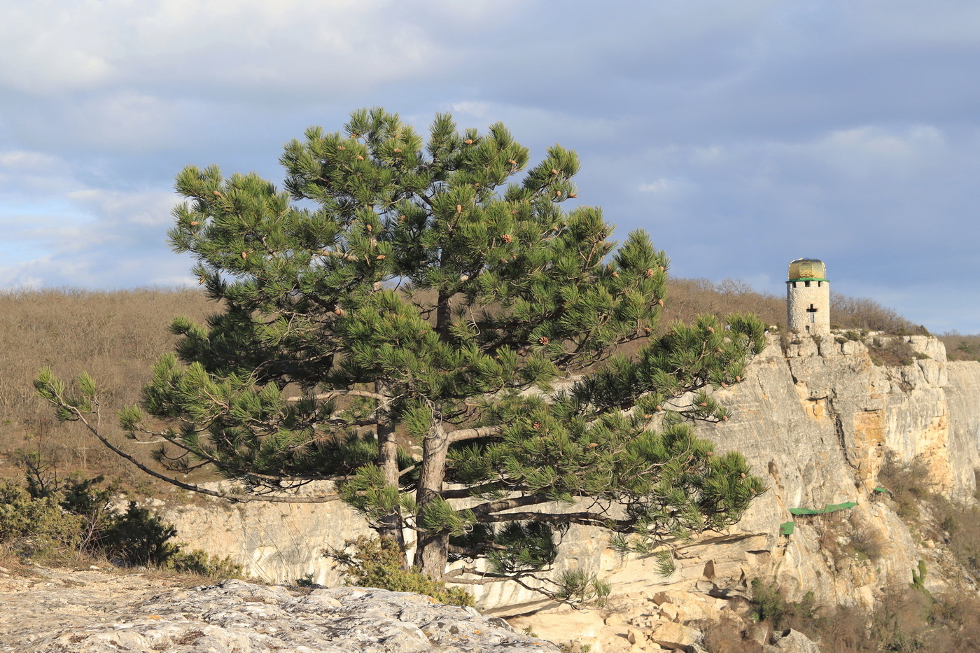 Изображение особи Pinus pallasiana.