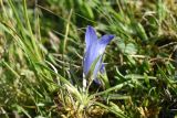 Campanula ciliata. Цветущее растение с аномальным 4-лепестным цветком. Чечня, Шаройский р-н, окр. пер. Цумандинский, южный борт перевала, выс. ок. 2400 м н.у.м., луг. 24 июня 2024 г.