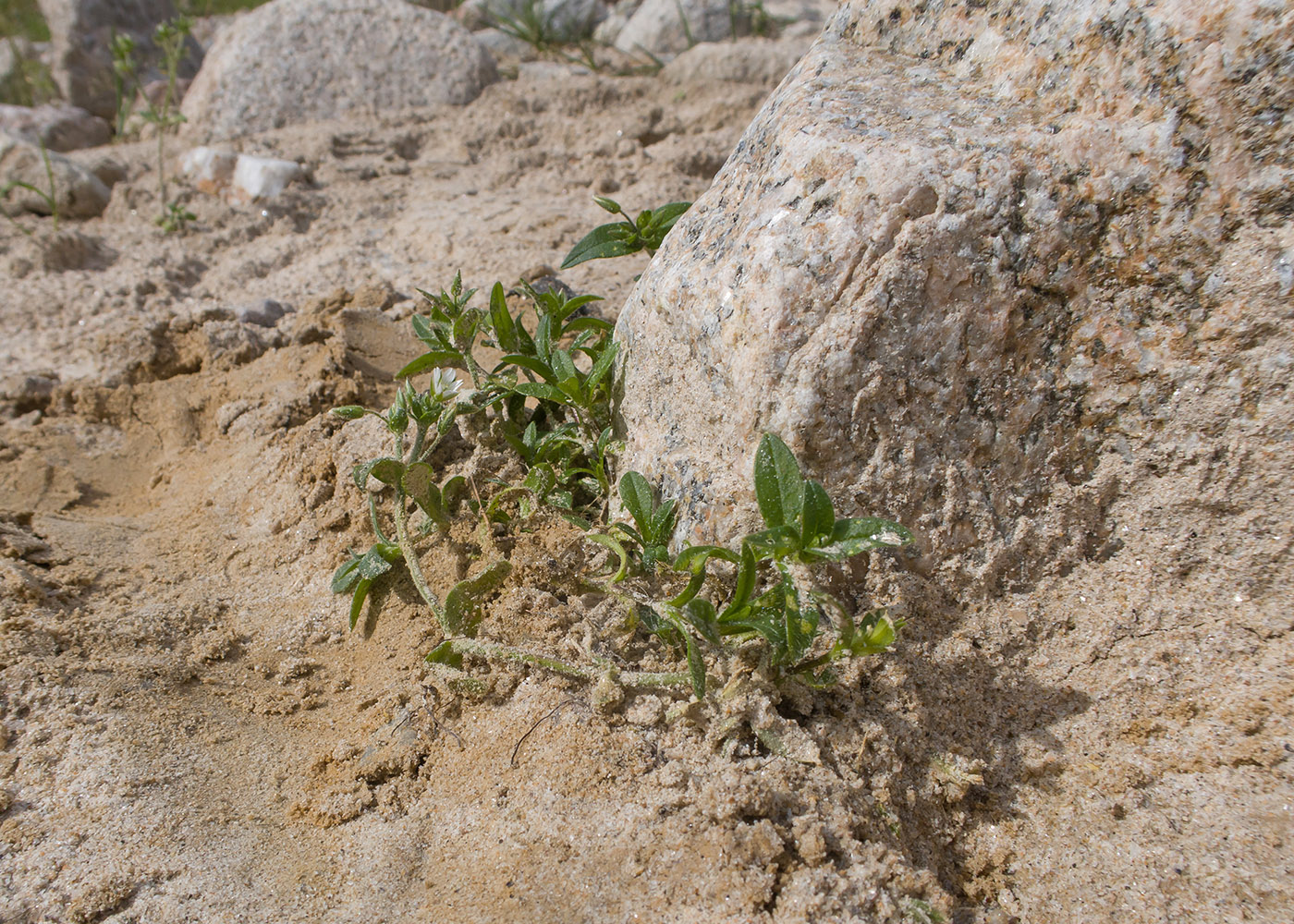 Image of genus Cerastium specimen.