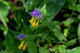 Melampyrum nemorosum