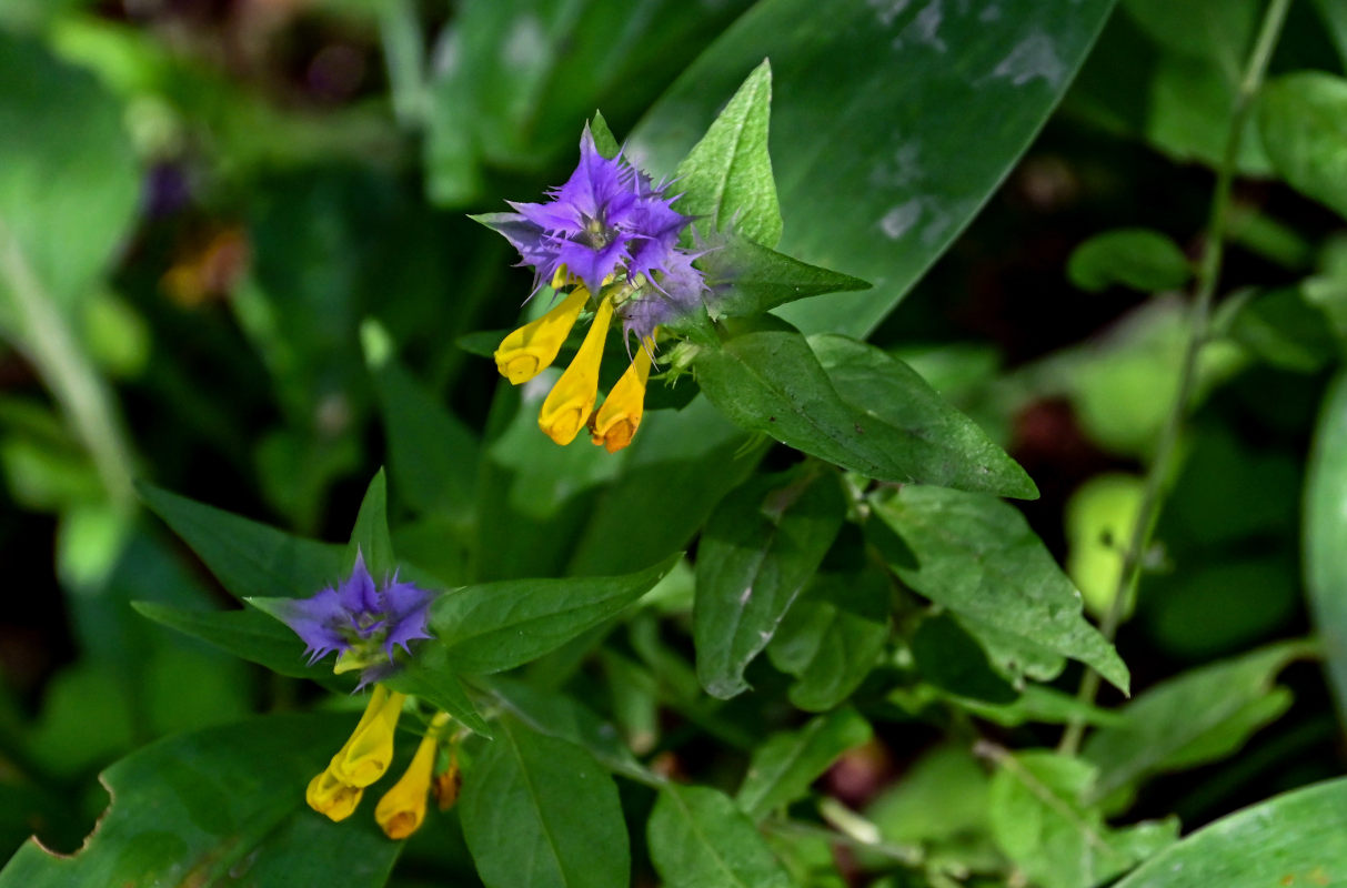 Изображение особи Melampyrum nemorosum.