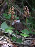 Listera cordata