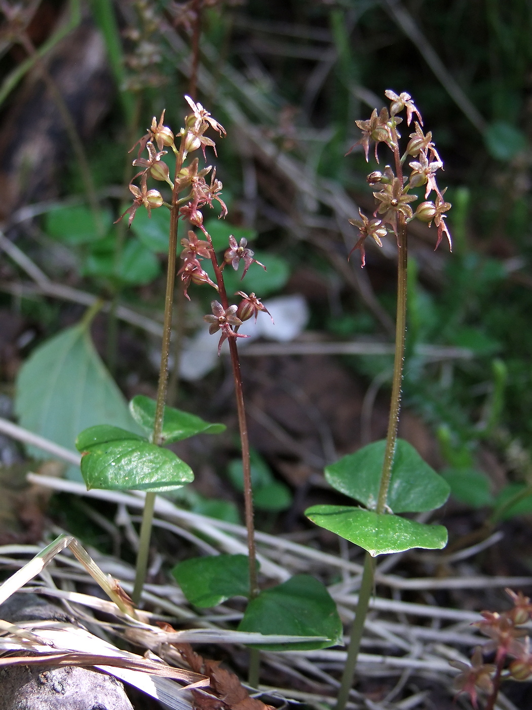 Image of Listera cordata specimen.