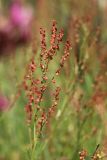 Rumex acetosella