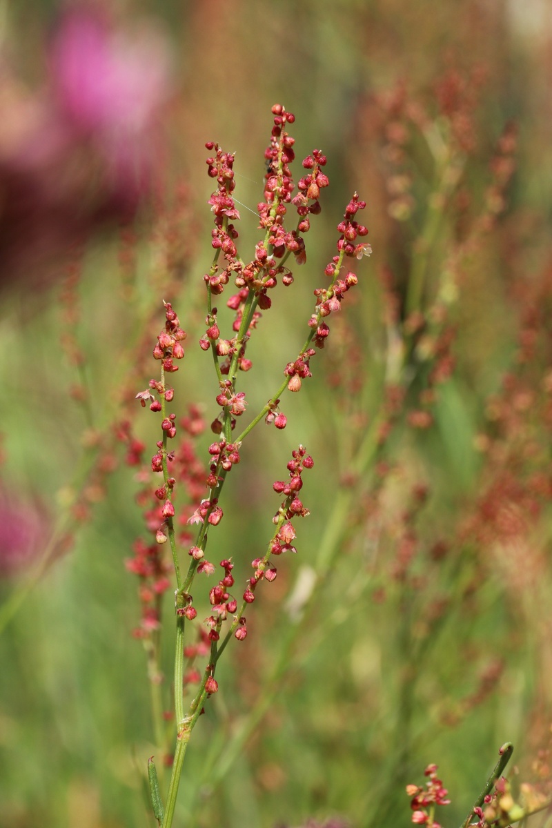 Изображение особи Rumex acetosella.