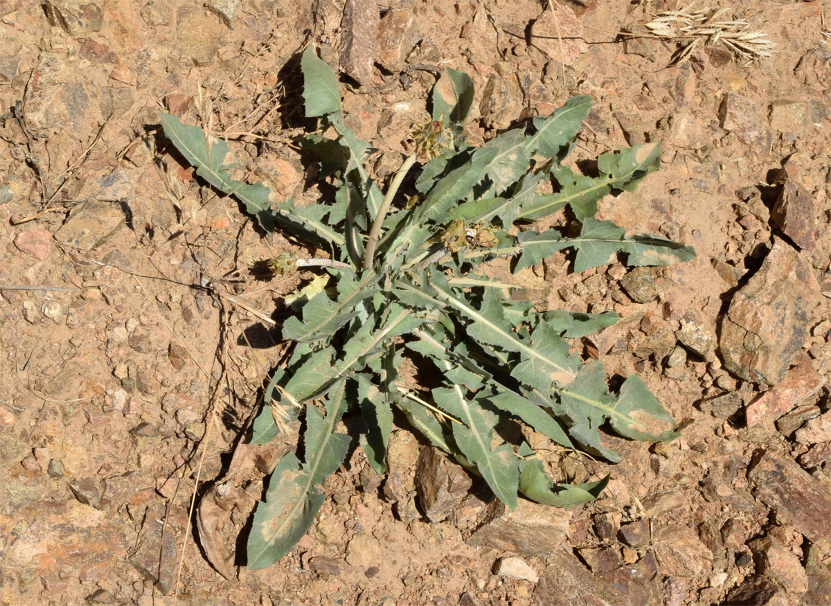 Image of Taraxacum turcomanicum specimen.