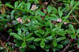 Chimaphila umbellata. Цветущие и плодоносящие растения. Вологодская обл., Сокольский р-н, Оларевская гряда, смешанный лес. 13.07.2024.