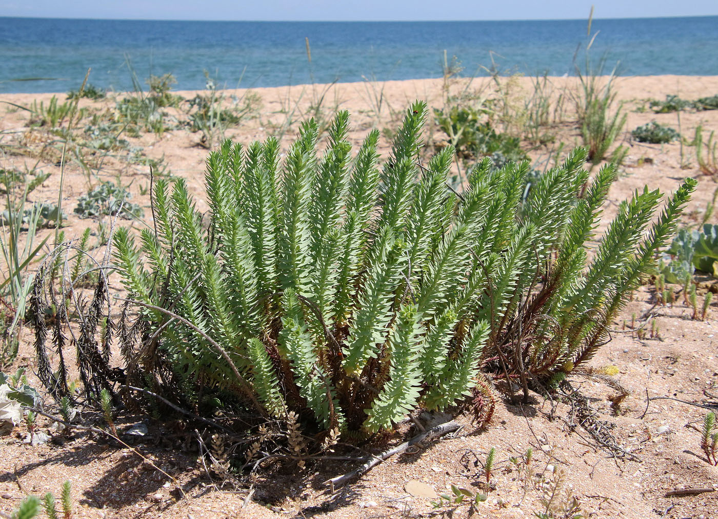 Image of Euphorbia paralias specimen.