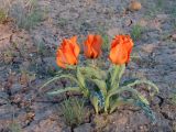 Tulipa borszczowii