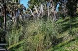 View full-size image Cortaderia selloana