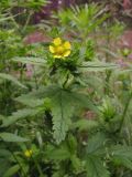 Potentilla norvegica