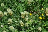 View full-size image Trifolium trichocephalum