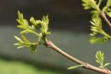 View full-size image genus Robinia
