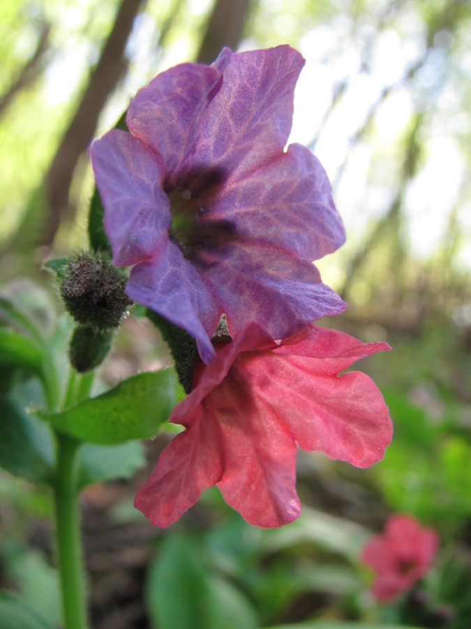 Изображение особи Pulmonaria obscura.