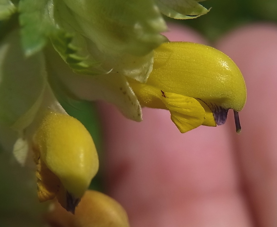 Изображение особи Rhinanthus glacialis ssp. subalpinus.