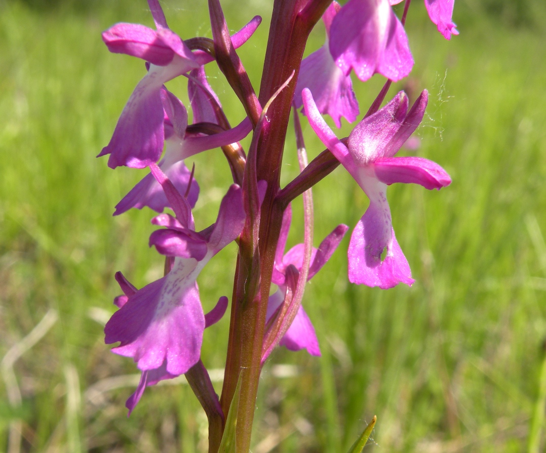 Изображение особи Anacamptis laxiflora ssp. elegans.